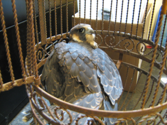 SHOT immature peregrine falcon 10-Jun-11