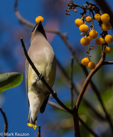 Waxwing and yellow madrone berry