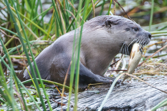 River Otter with carp