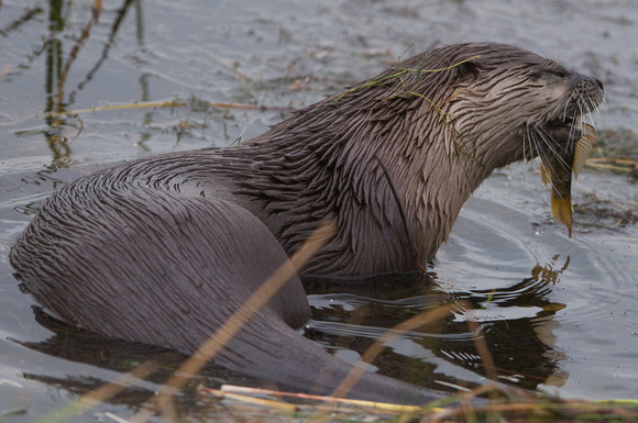 River otter with carp