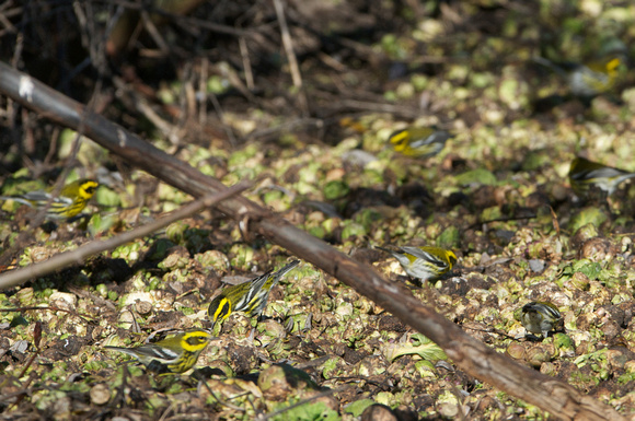 8 Townsend's Warbler in brussel sprouts
