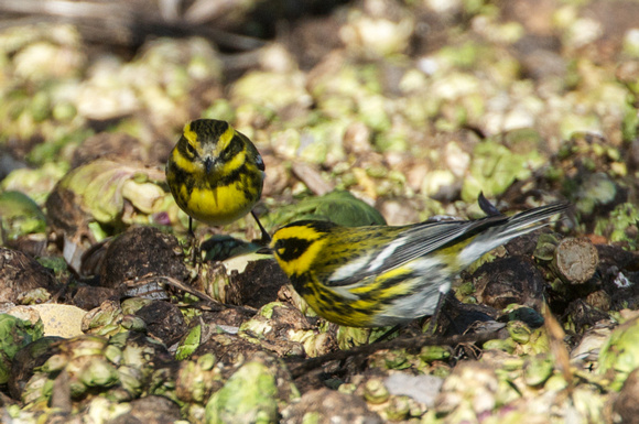 Townsends' warblers