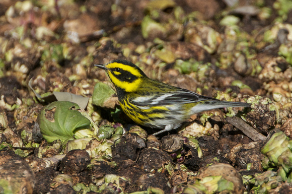 Townsends' warbler in brussellsprouts