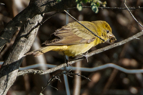 Summer Tanager w/ wasp