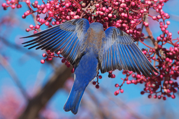 Western Bluebird in Chinese Pistacia