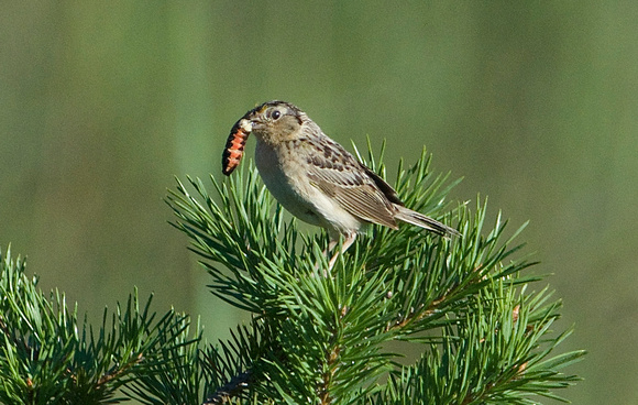 Grasshopper Sparrow w/caterpillar prey