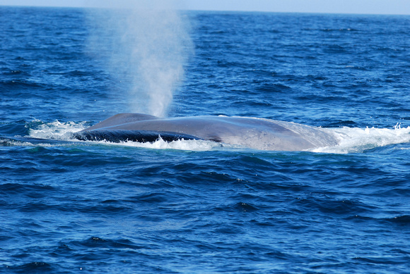 blue whale rolling and blowing with eye closed
