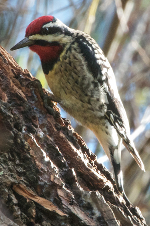 Yellow-bellied Sapsucker-male- in the PM