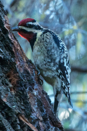 Yellow-bellied Sapsucker in the AM