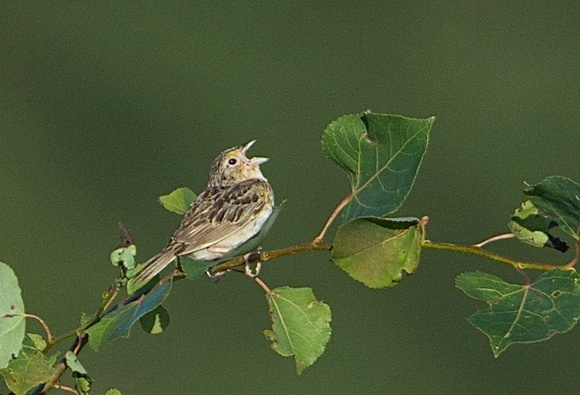 grasshopper sparrow singing