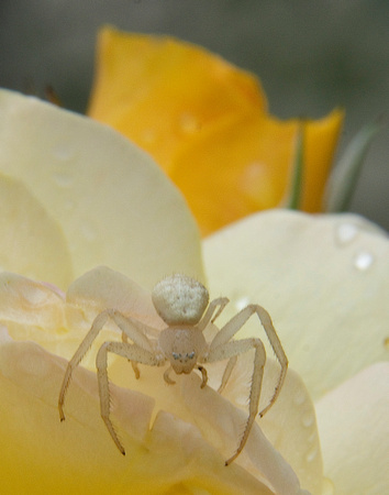 crab spider on rose