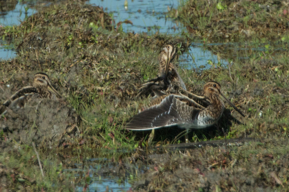 Common Snipe stretches wing