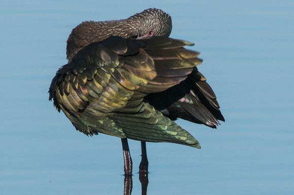 White-faced Ibis in funerary plumage