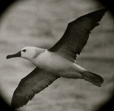 Yellow-nosed Albatross 1975