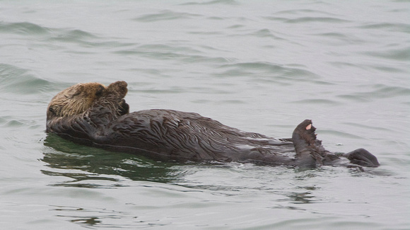 sleeping sea otter