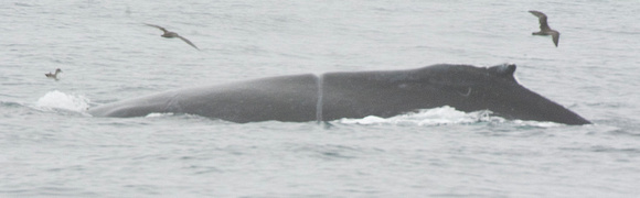 Humpback Whale w/ rope cut on back