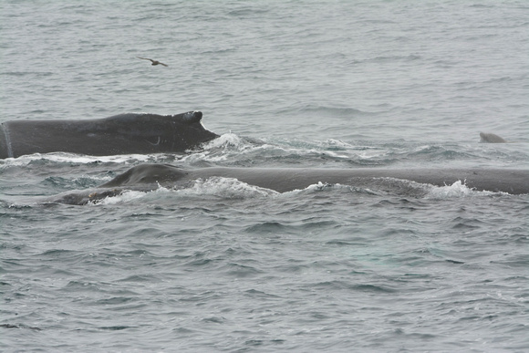 Humpback Whales (note rope cut on extreme left)