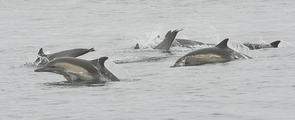 Common Dolphin's (short-beaked?)