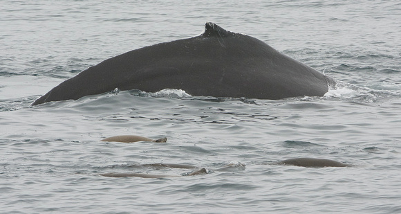 humpback whale and Cal sea lions