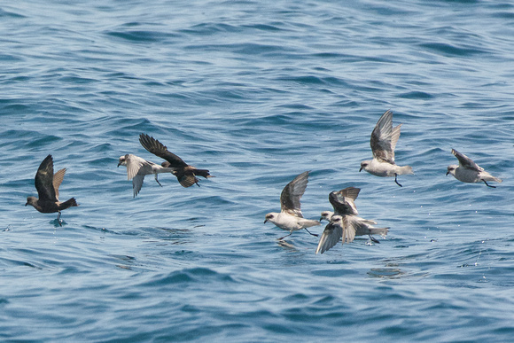 Fork-tailed and Ashy Storm-petrels