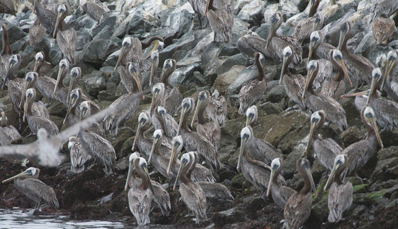brown pelicans- immatures