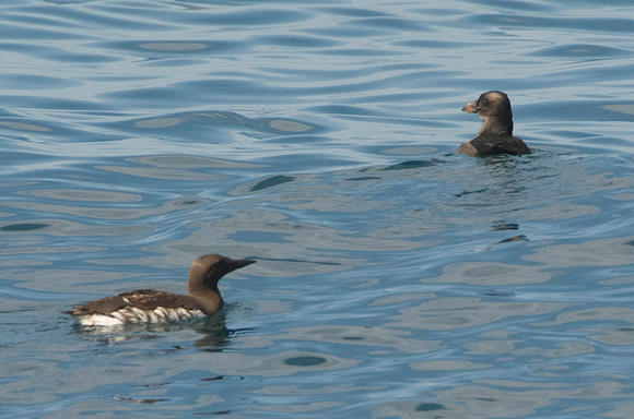 common murre and tufted puffin (hatch year)