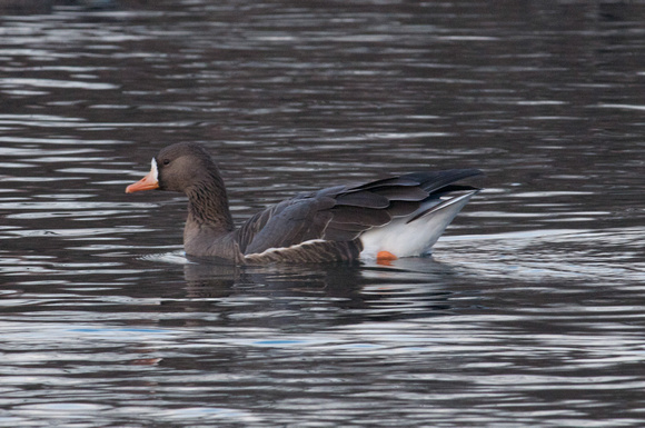 White-fronted Goose (flavoides- Greenland subspecies)