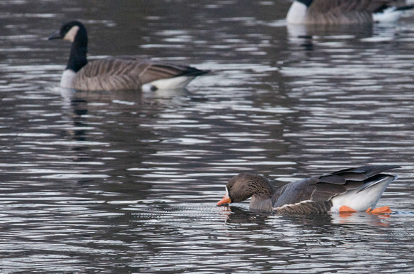 White-fronted Goose- Greenland subspecies