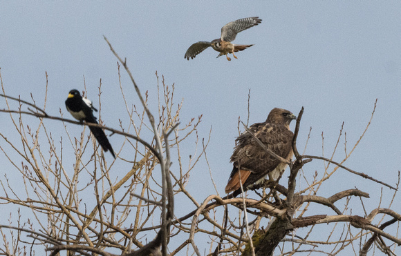 Y-Biled Magpie, Kestrel and Redtail vying for perches