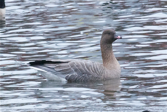 pink-footed goose