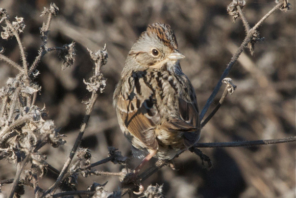 Lincoln's Sparrow (Melospiza lincolnii)
