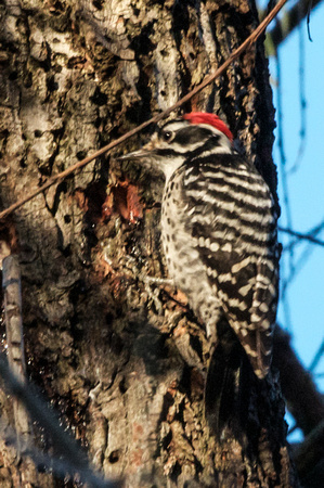 Nuttall's Woodpecker- male