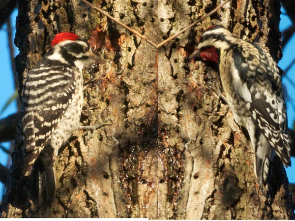 Nuttall's Woodpecker and Yellow-bellied Sapsucker at sap well