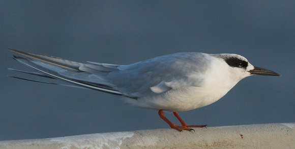 forster's tern - basic plumage