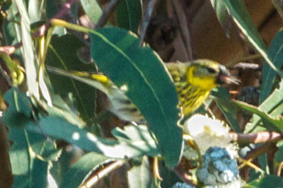 Cape May Warbler-adult male