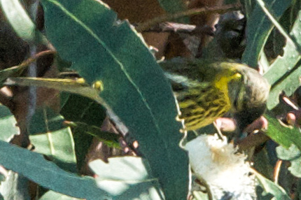 Cape May Warbler nectaring