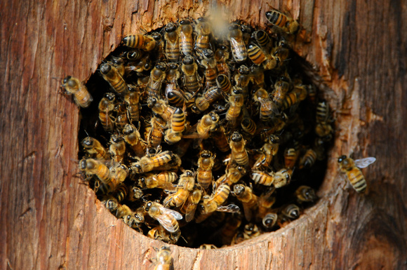 honeybees in bird house