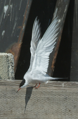 common tern about to fly off