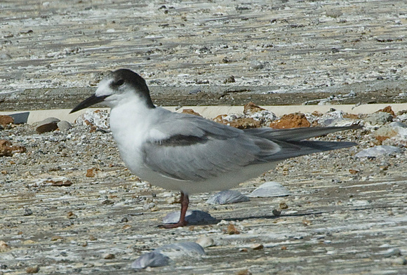 Common Tern- basic plumage