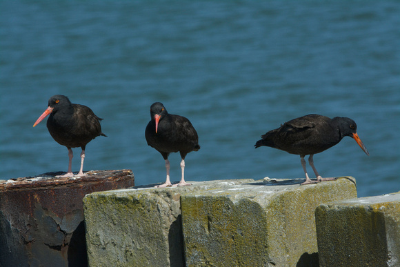 Black Oystercatcher and young