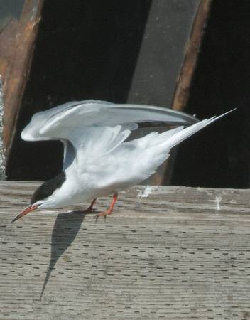 Common Tern about to fly off