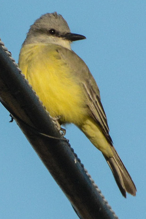 Tropical Kingbird NEW YEAR'S FIRST