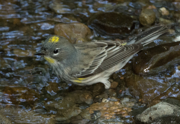 Yellow rumped warbler bathing in sausal creek