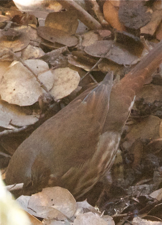 Rufous fox sparrow
