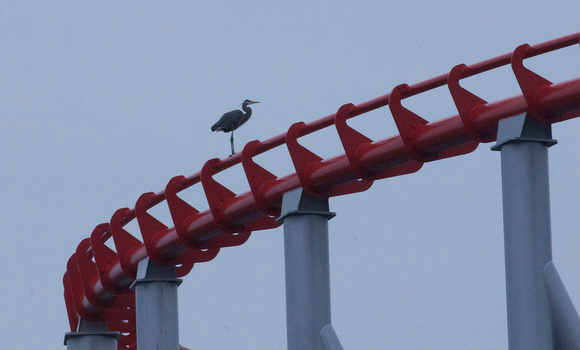 rollercoaster heron