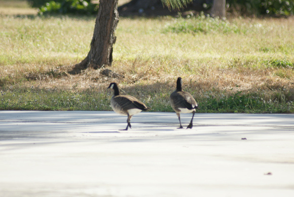 Canada Geese 2013