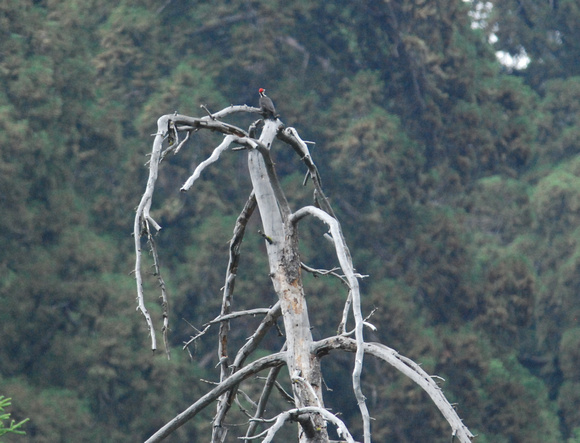 Pileated Woodpecker in tall Sequoia