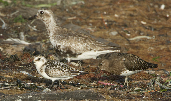 Plover, turnstone and sanderling