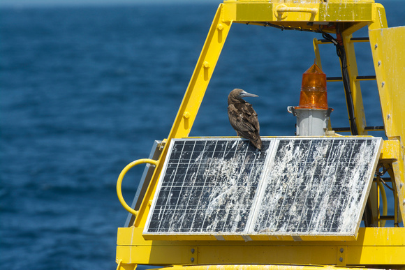 Brown Booby on yellow buoy