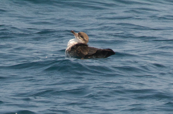 light colored Pink-footed Shearwater